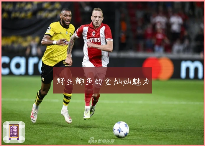 野生鲫鱼的金灿灿魅力