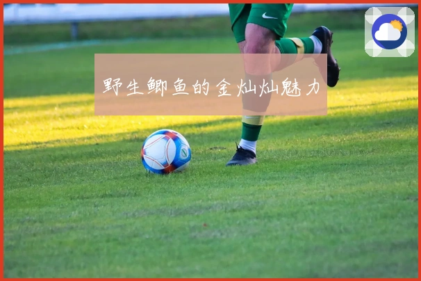 野生鲫鱼的金灿灿魅力